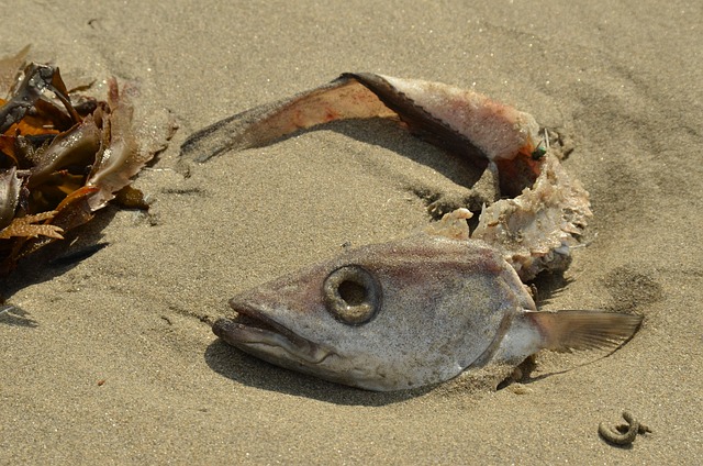 鱼 死亡 灭亡 - 上的免费照片