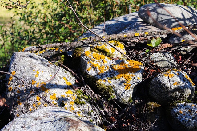 Xanthoria Parietina 黄色地衣 岩石 - 上的免费照片