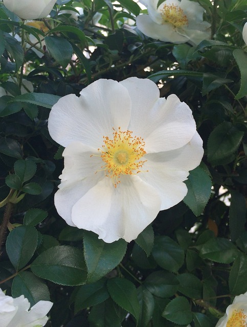 滨名白花 滨名须 鲜花 - 上的免费照片