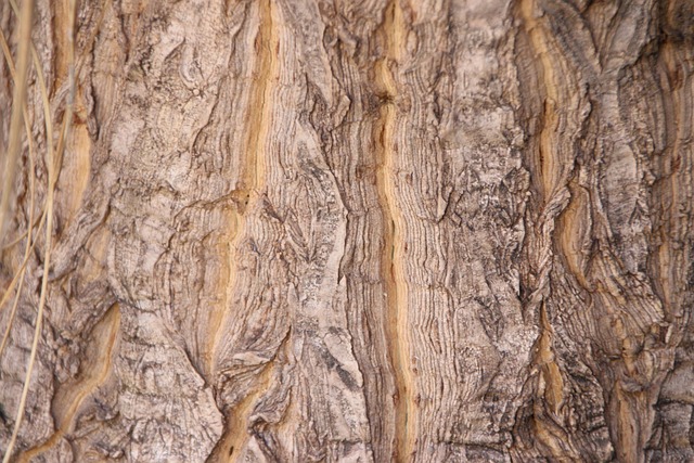 树 皮质 木头 - 上的免费照片
