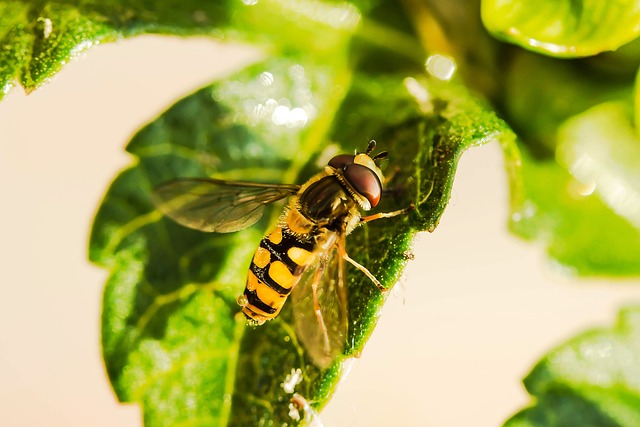 Hoverfly 昆虫 叶子 - 上的免费照片