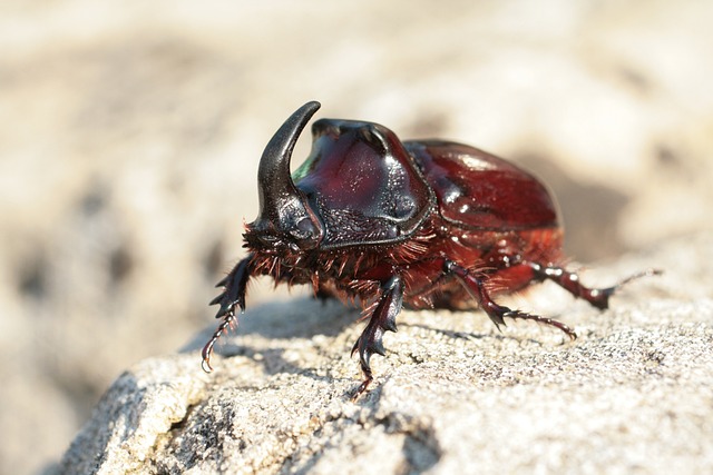 犀牛甲虫 甲虫 鼻螟 - 上的免费照片