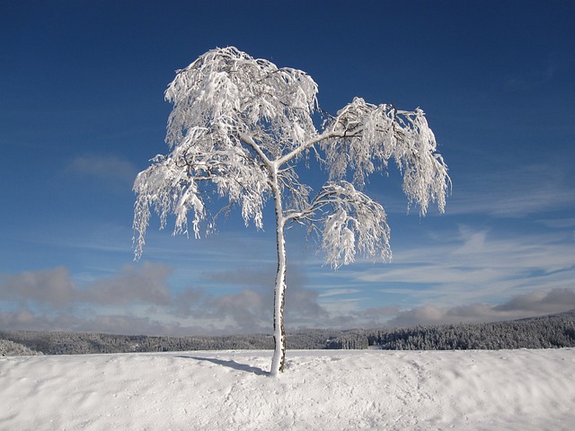 冬天 下雪的 枞树 - 上的免费照片