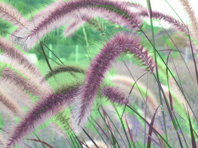 樱桃烟火喷泉草 观赏草 灯清洁草 - 上的免费照片