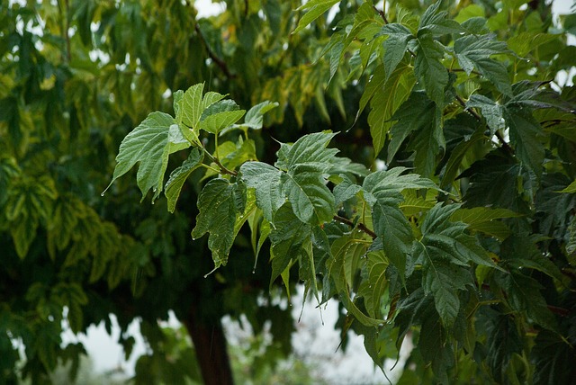 雨 水滴 倾盆大雨 - 上的免费照片