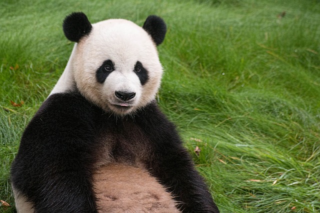 熊猫 动物 亚洲 - 上的免费照片