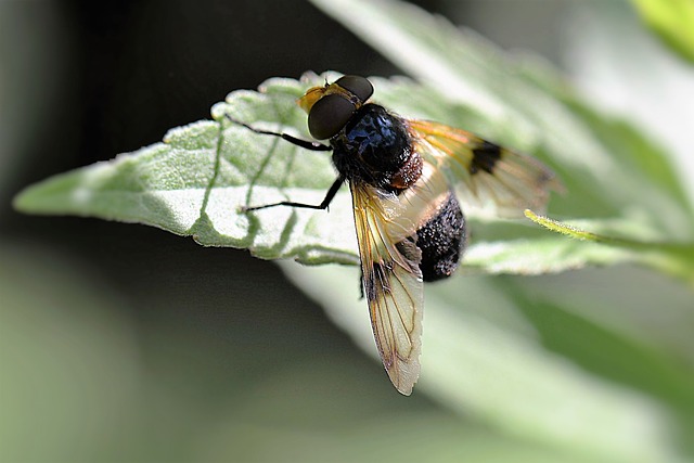 森林盘旋飞行 昆虫 两翼 - 上的免费照片