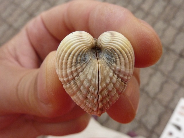 贝壳 夏天 双壳类 - 上的免费照片