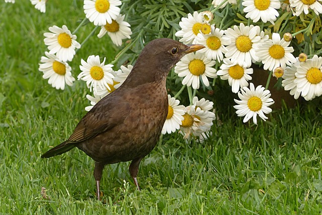 鸟 节气门 Turdus Philomelos - 上的免费照片