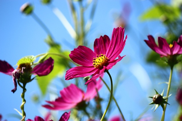 花 春天 Cosmea - 上的免费照片