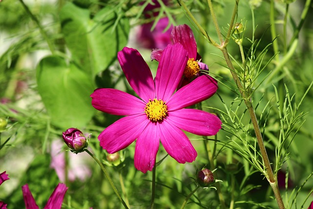 花 春天 Cosmea - 上的免费照片