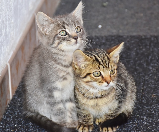 猫 宝贝猫 小猫 - 上的免费照片