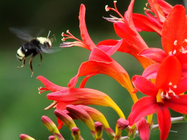 花朵 Crocosmia 路西法 - 上的免费照片