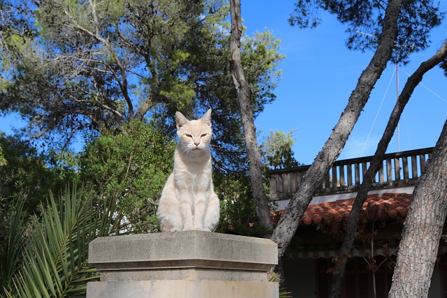 马略卡岛 猫 家猫 - 上的免费照片