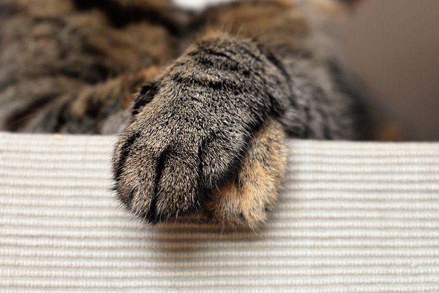 猫爪 动物爪子 猫的爪子 - 上的免费照片