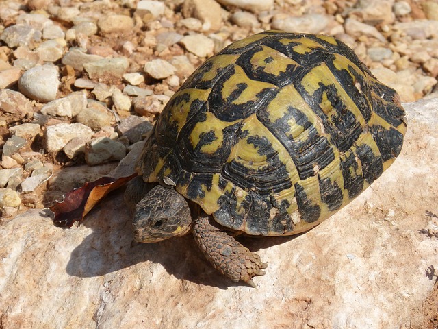 地中海陆龟 龟 优先级 - 上的免费照片