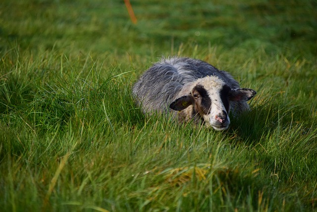 羊 黑色的 农场动物 - 上的免费照片