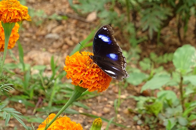 Danaid Eggfly 热带蝴蝶 蝴蝶 - 上的免费照片