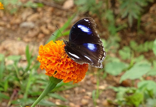 Danaid Eggfly 热带蝴蝶 蝴蝶 - 上的免费照片