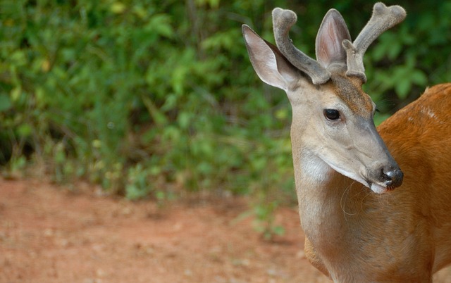 鹿 降压 野生动物 - 上的免费照片