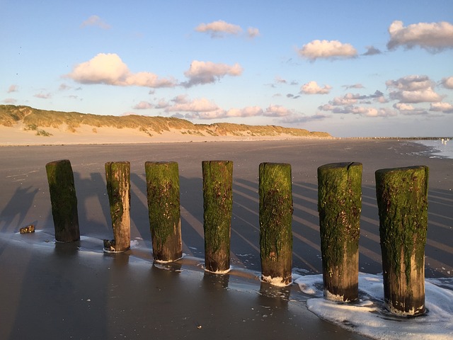 Ameland 海滩 狗 - 上的免费照片