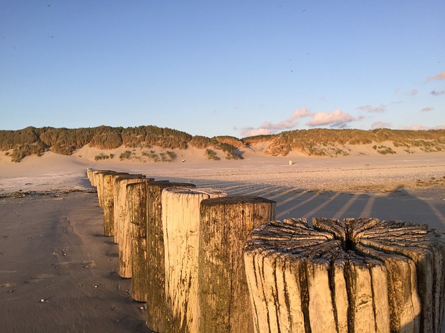 Ameland 海滩 狗 - 上的免费照片