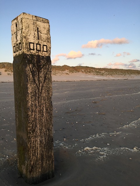 Ameland 海滩 狗 - 上的免费照片