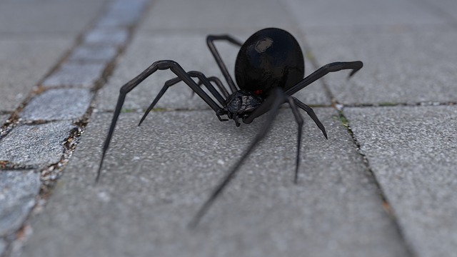 Arachnophobia 蜘蛛 寡妇 - 上的免费图片