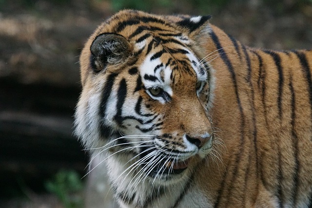老虎 Amurtiger 捕食者 - 上的免费照片