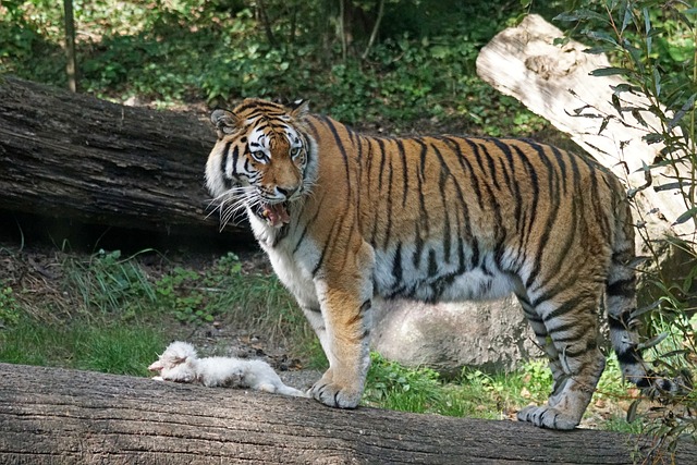 老虎 Amurtiger 捕食者 - 上的免费照片