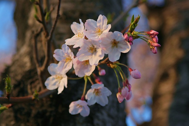 吉野樱花 樱桃树 樱花 - 上的免费照片