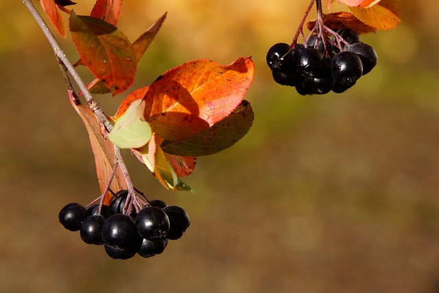 阿罗尼亚 浆果 秋天 - 上的免费照片