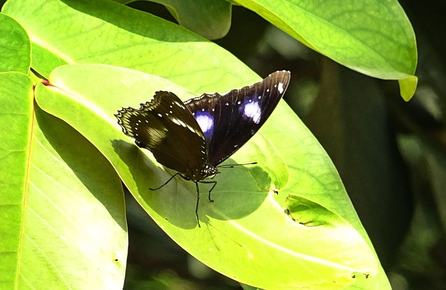 蝴蝶 Danaid Eggfly 模仿 - 上的免费照片