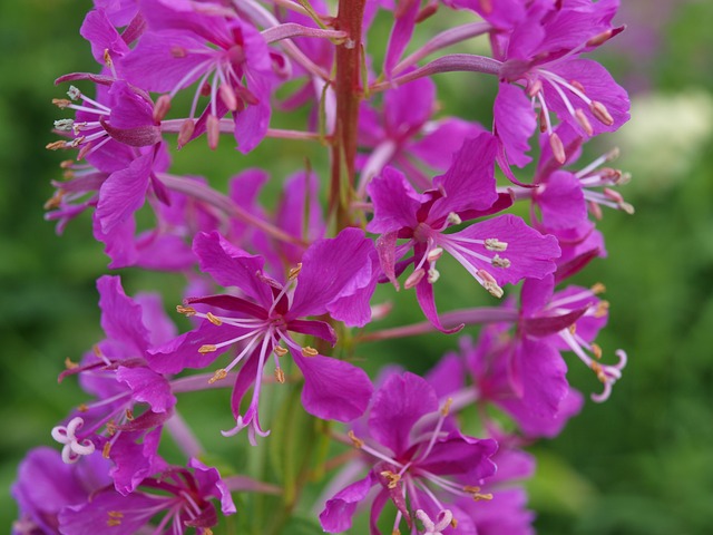 Epilobium 月见草植物 粉色的 - 上的免费照片