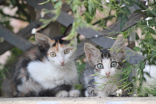 小猫 猫 美丽的猫 - 上的免费照片