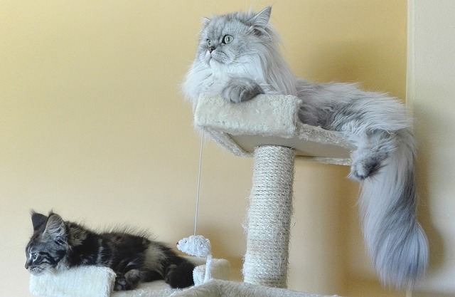 波斯猫 波斯龙猫 银色阴影 - 上的免费照片