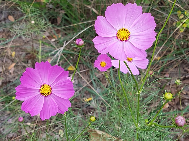 秋花 花 开花 - 上的免费照片