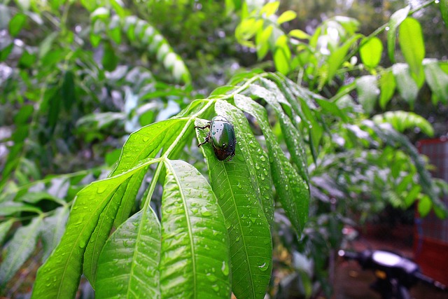 昆虫 甲虫，昆虫 绿色 - 上的免费照片