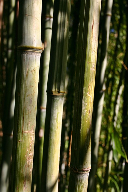 竹子 竹蔗 植物 - 上的免费照片