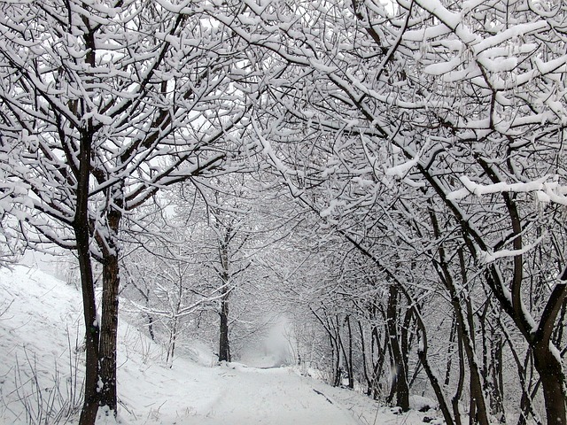 冬季 雪 路 - 上的免费照片