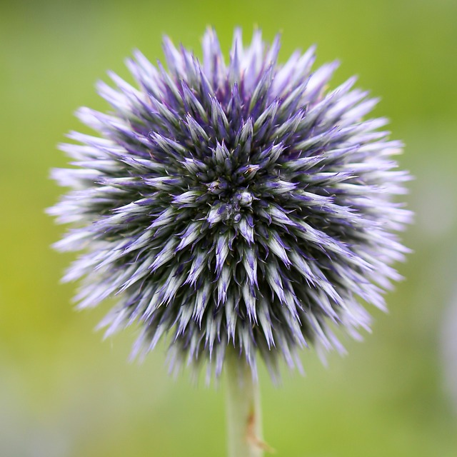 球蓟 Echinops 植物群 - 上的免费照片