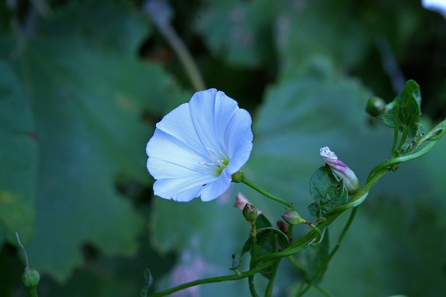 漏斗线程 自然 花 - 上的免费照片