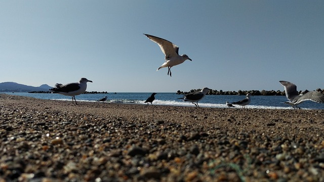 海滩 海鸥 野生鸟 - 上的免费照片