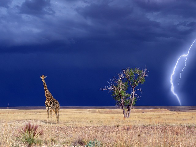 长颈鹿 萨凡纳 雷雨 - 上的免费图片