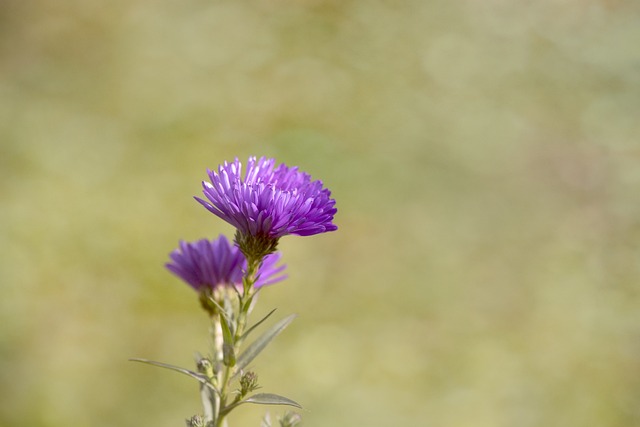 Asters 赫布斯塔斯特恩 秋天的紫苑 - 上的免费照片