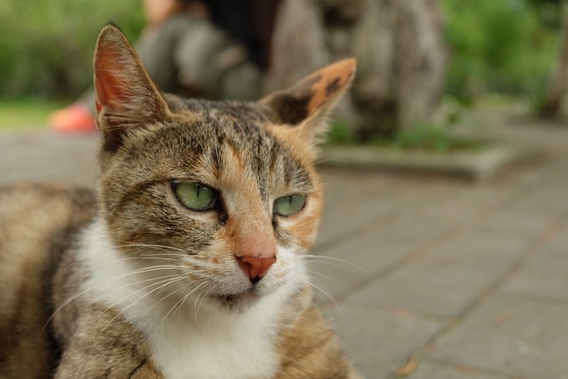 猫 高冷 蔑视 - 上的免费照片