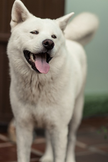 狗 秋田 微笑 - 上的免费照片
