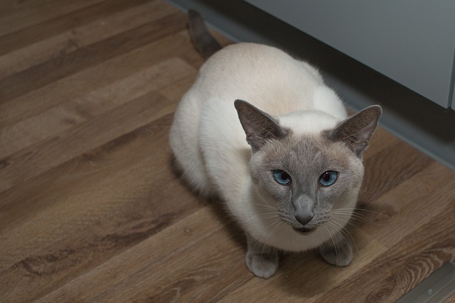 暹罗 猫 蓝眼睛 - 上的免费照片