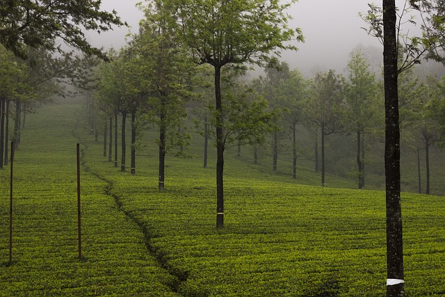 茶花园 茶 蒙纳 - 上的免费照片