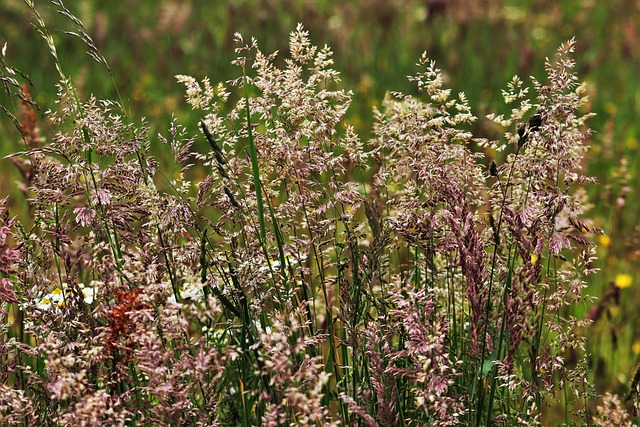 草 盛开的草 自然 - 上的免费照片